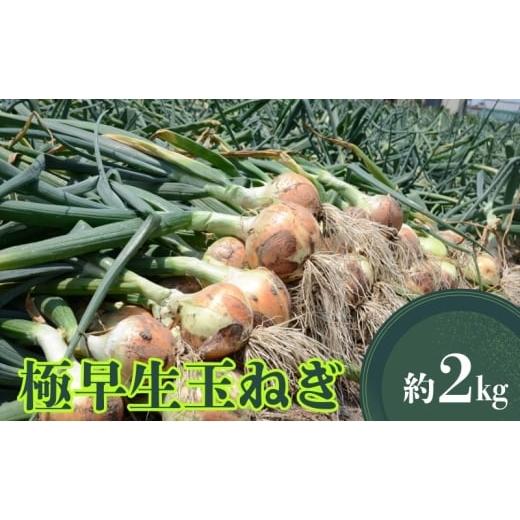 ふるさと納税 野菜類 玉ねぎ 香川県 観音寺市 極早生玉ねぎ 約2kg