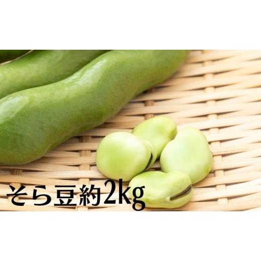 ふるさと納税 豆類 香川県 観音寺市 そら豆 約2kg