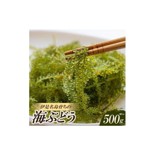 ふるさと納税 のり・海藻 沖縄県 伊是名村 伊是名島育ちの海のグリーンキャビア 海ぶどう 500g 1660058