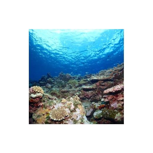 ふるさと納税 イベントやチケット等 沖縄県 伊是名村 伊是名島を満喫 ファンダイビング利用券(1日3ダイブ)&amp;宿泊券(1泊2日2食付き) 大人1名 1707035