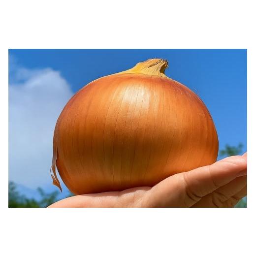 ふるさと納税 野菜類 玉ねぎ 長崎県 平戸市 野菜 玉ねぎ うまか 吊り 玉葱 約8kg 期間限定発送 しげさん農園 長崎県 平戸市 hr42bgy420281 やさい タマネギ た…の画像