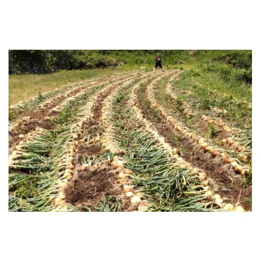 ふるさと納税 野菜類 玉ねぎ 長崎県 平戸市 野菜 玉ねぎ うまか 吊り 玉葱 約8kg 期間限定発送 しげさん農園 長崎県 平戸市 hr42bgy420281 やさい タマネギ た…の画像