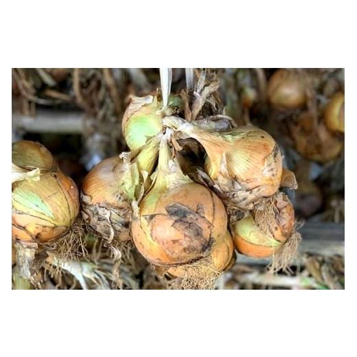ふるさと納税 野菜類 玉ねぎ 長崎県 平戸市 野菜 玉ねぎ うまか 吊り 玉葱 約8kg 期間限定発送 しげさん農園 長崎県 平戸市 hr42bgy420281 やさい タマネギ た…の画像