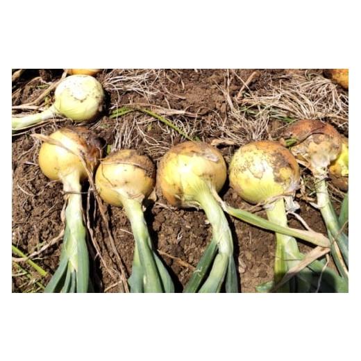 ふるさと納税 野菜類 玉ねぎ 長崎県 平戸市 野菜 玉ねぎ うまか 吊り 玉葱 約8kg 期間限定発送 しげさん農園 長崎県 平戸市 hr42bgy420281 やさい タマネギ た…の画像