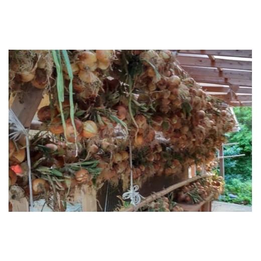 ふるさと納税 野菜類 玉ねぎ 長崎県 平戸市 野菜 玉ねぎ うまか 吊り 玉葱 約8kg 期間限定発送 しげさん農園 長崎県 平戸市 hr42bgy420281 やさい タマネギ た…の画像