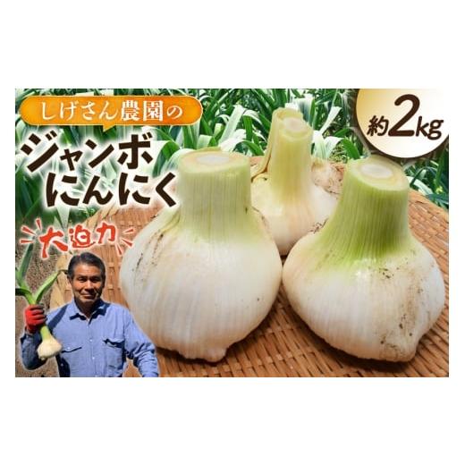 ふるさと納税 野菜類 長崎県 平戸市 野菜 にんにく ジャンボにんにく 約2kg 期間限定発送 しげさん農園 長崎県 平戸市 hr42bgy420076 ガーリック ニンニク ホ…