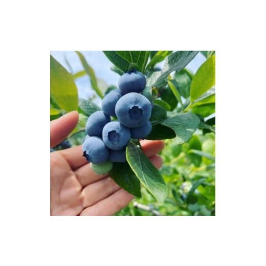 ふるさと納税 果物類 神奈川県 愛川町 ブルーベリー 1kg 1707398