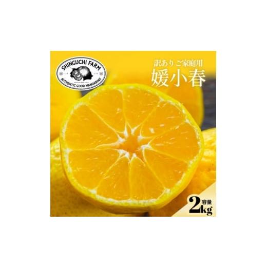 ふるさと納税 みかん・柑橘類 愛媛県 八幡浜市 数量限定 今シーズン発送 訳あり 媛小春 2kg A70-161 1710481