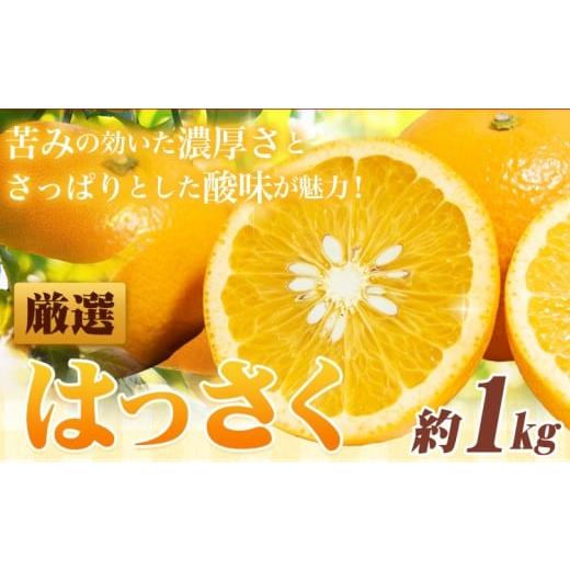 ふるさと納税 みかん・柑橘類 和歌山県 日高町 1月より発送 厳選 はっさく 約1kg+250g(傷み補償分) 池田鹿蔵農園 日高町 [1月上旬-3月末頃出荷]和歌山県 …