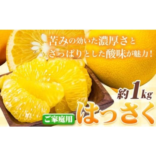 ふるさと納税 みかん・柑橘類 和歌山県 日高町 1月より発送 ご家庭用 訳あり はっさく 八朔 みかん 約1kg+250g(傷み補償) 池田鹿蔵農園 日高町[2026年1月…