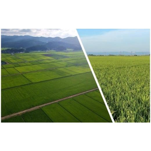 ふるさと納税 米 山形県 鶴岡市 令和8年産先行予約 定期便3ヶ月 特別栽培米 Gセレクション 雪若丸「五分つき」 6kg (6kg×1)×3ヶ月 山形県鶴岡市産　株式会…