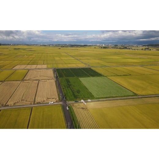 ふるさと納税 米 山形県 鶴岡市 令和8年産先行予約 定期便3ヶ月 特別栽培米 Gセレクション 雪若丸「五分つき」 6kg (6kg×1)×3ヶ月 山形県鶴岡市産　株式会…