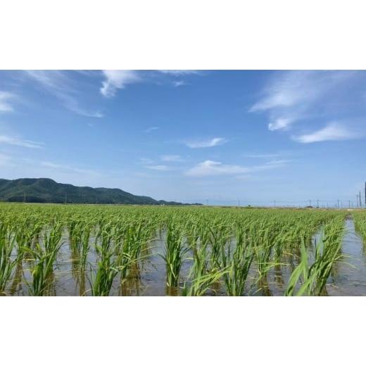 ふるさと納税 米 山形県 鶴岡市 令和8年産先行予約 定期便3ヶ月 特別栽培米 Gセレクション 雪若丸「五分つき」 6kg (6kg×1)×3ヶ月 山形県鶴岡市産　株式会…