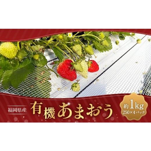 ふるさと納税 いちご 福岡県 筑後市 有機あまおう250g×4パック 2026年1月上旬〜3月下旬頃発送予定 苺 いちご イチゴ 果物 くだもの フルーツ 国産 冷蔵 250g …