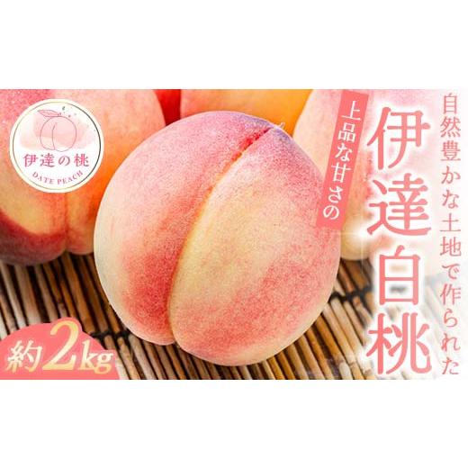 ふるさと納税 もも 福島県 伊達市 2026年出荷分先行予約 福島県産 伊達白桃 約2kg 玉数はおまかせ はこざきフルーツ 伊達の桃 桃 フルーツ 果物 もも モモ mo…