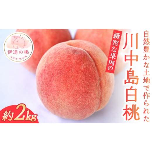 ふるさと納税 もも 福島県 伊達市 2026年出荷分先行予約 福島県産 川中島白桃 約2kg 玉数はおまかせ はこざきフルーツ 伊達の桃 桃 フルーツ 果物 もも モモ …