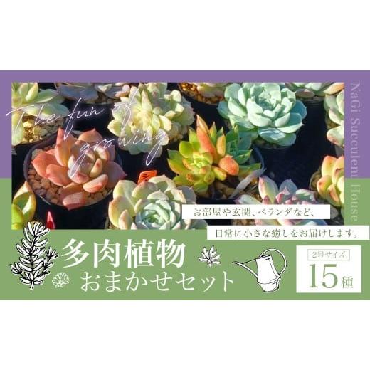ふるさと納税 雑貨・日用品 苗木 長崎県 時津町 多肉植物 おまかせセット 15種 セット 観葉植物 植物 多肉 初心者 ガーデニング 癒し インテリア 15種類