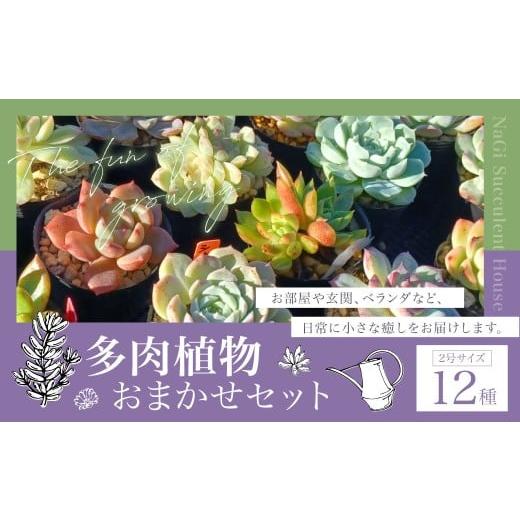 ふるさと納税 雑貨・日用品 苗木 長崎県 時津町 多肉植物 おまかせセット 12種 セット 観葉植物 植物 多肉 初心者 ガーデニング 癒し インテリア 12種類
