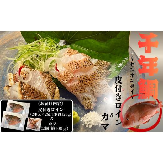 ふるさと納税 魚貝類 鯛 鹿児島県 垂水市 C3-7709/康秀の千年鯛 皮付き ロイン 4本 & カマ 2個付