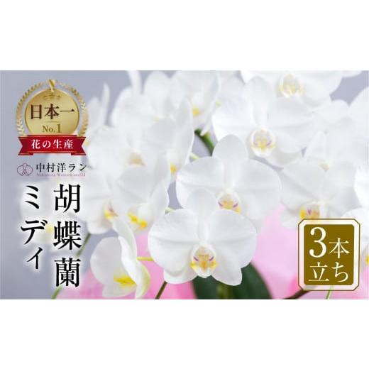 ふるさと納税 雑貨・日用品 花 愛知県 田原市 [母の日までにお届け]胡蝶蘭 ミディ 中村洋ラン 白色 3本立ち (25輪〜30輪) 陶器鉢寄せ植え ギフト 鉢花 蘭 プ…