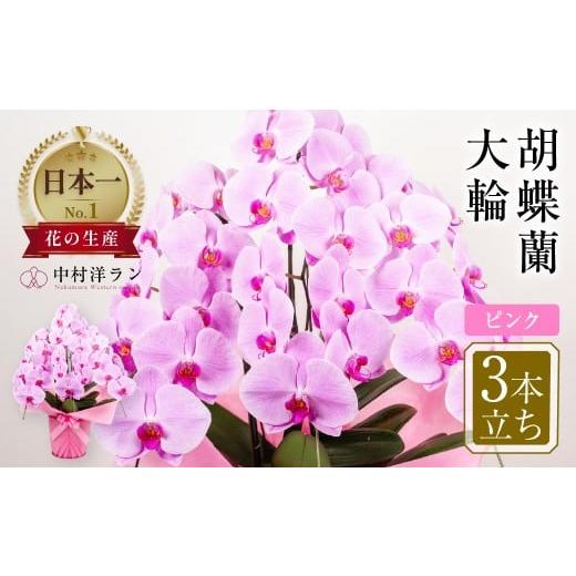 ふるさと納税 雑貨・日用品 花 愛知県 田原市 母の日までにお届け 中村洋ランの胡蝶蘭 大輪 3本立ち ピンク / お花 生花 室内装飾 愛知県 特産品 産地直…