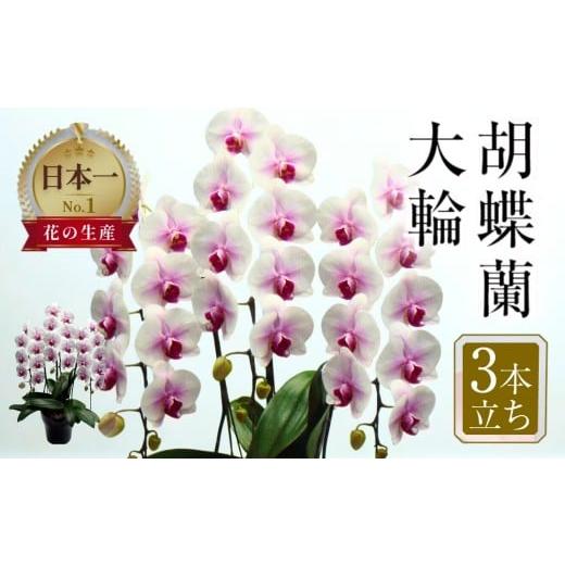 ふるさと納税 雑貨・日用品 花 愛知県 田原市 胡蝶蘭 大輪 3本立ち (27輪以上) 白赤 ラッピング 中村洋ラン 陶器鉢寄せ植え ギフト 鉢花 プレゼント 洋ラン …