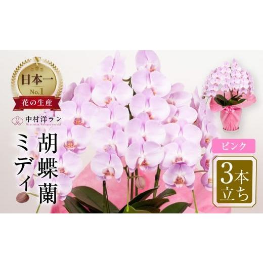 ふるさと納税 雑貨・日用品 花 愛知県 田原市 [母の日までにお届け]中村洋ランの胡蝶蘭 ミディ 3本立ち ピンク / 25輪〜30輪 お花 生花 産地直送 田原市 渥…