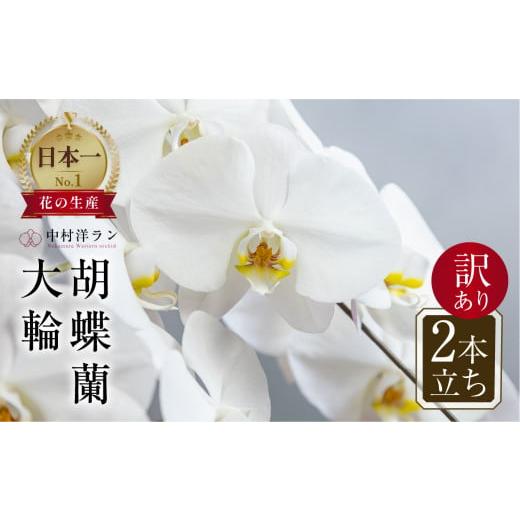 ふるさと納税 雑貨・日用品 花 愛知県 田原市 [母の日までにお届け]胡蝶蘭 大輪 白色 2本立ち 訳あり (15輪以上) 中村洋ラン 陶器鉢寄せ植え ギフト 鉢花 蘭…