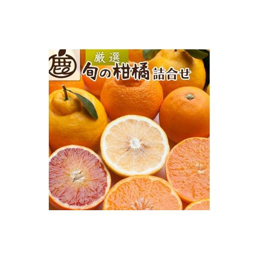 ふるさと納税 みかん・柑橘類 和歌山県 美浜町 1月より発送 厳選 柑橘詰合せ10kg+250g(傷み補償分)|有田の春みかん詰め合わせ・フルーツ詰め合せ・オレン…