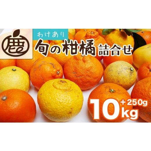 ふるさと納税 みかん・柑橘類 和歌山県 美浜町 1月より発送 家庭用 柑橘詰合せ10kg+250g(傷み補償分)(傷み補償分) 訳あり・わけあり 有田の春みかん詰め…