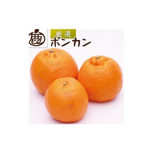 ふるさと納税 みかん・柑橘類 和歌山県 美浜町 1月より発送 厳選 ポンカン10kg+250g(傷み補償分)