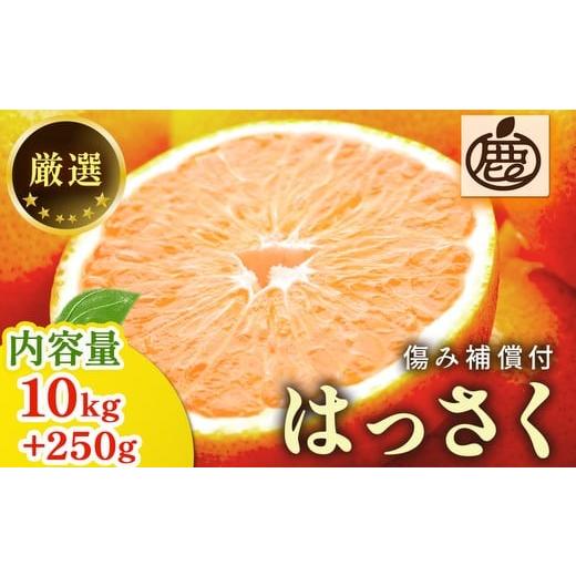 ふるさと納税 みかん・柑橘類 和歌山県 美浜町 1月より発送 厳選 はっさく10kg+250g(傷み補償分) | 八朔みかん ハッサク