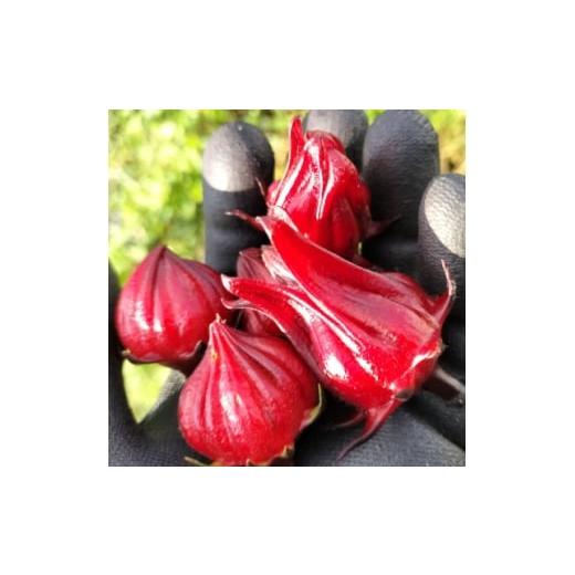 ふるさと納税 野菜類 静岡県 掛川市 静岡県掛川市産 ハイビスカスローゼル 約400g 1710702