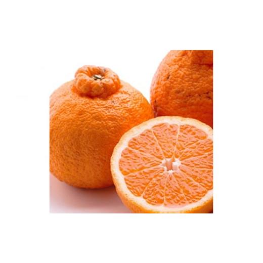 ふるさと納税 みかん・柑橘類 デコポン 和歌山県 美浜町 2月より発送 厳選 不知火10kg+250g(傷み補償分) デコポンと同品種・人気の春みかん