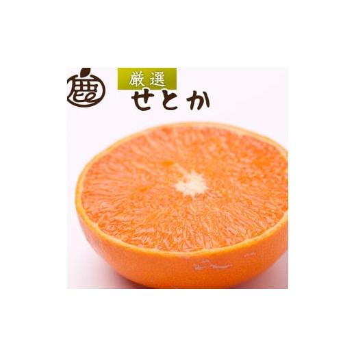 ふるさと納税 みかん・柑橘類 和歌山県 美浜町 2月より発送 厳選 せとか7.5kg+250g(傷み補償分)|柑橘・春みかんの王様 光センサー選果・食べ頃出荷