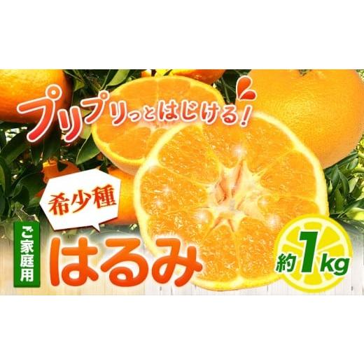 ふるさと納税 果物類 みかん 和歌山県 日高町 みかん はるみ ご家庭用 1kg+250g (傷み補償分) サイズ混合 池田鹿蔵農園@日高町[2月上旬-3月末頃出荷]和歌…