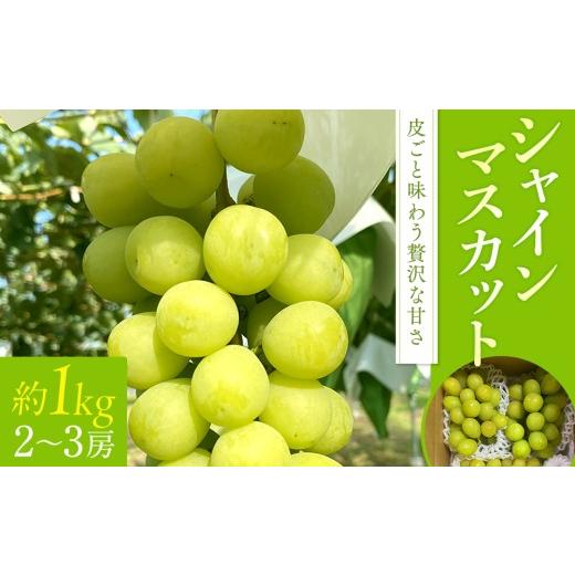 ふるさと納税 ぶどう マスカット 長野県 立科町 シャインマスカット(約1kg、2〜3房)