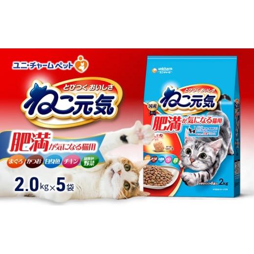 ふるさと納税 雑貨・日用品 兵庫県 伊丹市 ねこ元気 肥満が気になる猫用 まぐろ・かつお・白身魚・チキン・緑黄色野菜入り 2.0kg×5袋 ペットフード キャット…