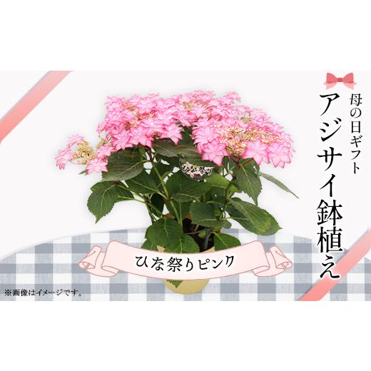 ふるさと納税 雑貨・日用品 花 茨城県 茨城町 737 母の日ギフト アジサイ鉢植え(品種:ひな祭りピンク) 母の日 感謝 プレゼント