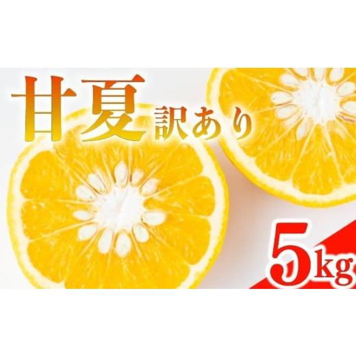 ふるさと納税 果物類 みかん 愛媛県 愛南町 訳あり 甘夏 5kg みかん 蜜柑 果物 柑橘 フルーツ 傷 不揃い 高級 糖度 甘い ゼリー ジュース 農園 直送 エニシト…