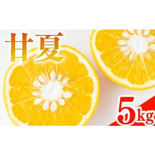 ふるさと納税 果物類 みかん 愛媛県 愛南町 甘夏 5kg みかん 蜜柑 果物 柑橘 フルーツ 傷 不揃い 高級 糖度 甘い ゼリー ジュース 農園 直送 エニシトラス 愛…