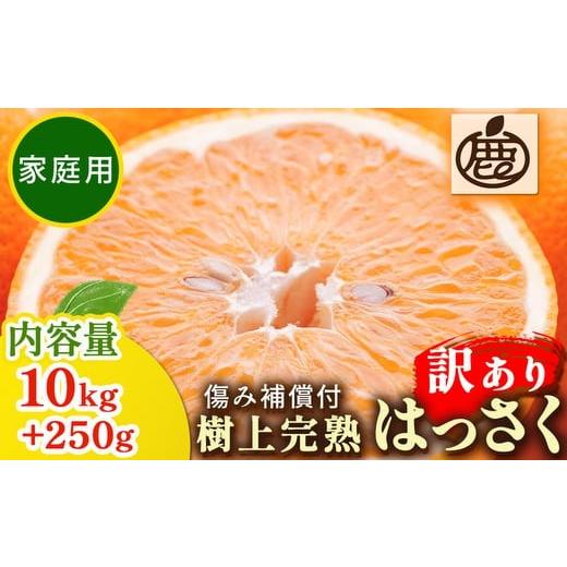 ふるさと納税 みかん・柑橘類 和歌山県 美浜町 4月より発送 家庭用 樹上完熟はっさく10kg+250g(傷み補償分)有田の春みかん・五月八朔・さつきはっさく・木…