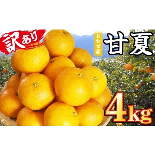 ふるさと納税 みかん・柑橘類 三重県 尾鷲市 おわせの甘夏 訳あり 4kg 木成り完熟甘夏 甘夏 蜜柑 果物 みかん 雨の恵み 国産 三重 尾鷲 柑橘 特産品 AI-6