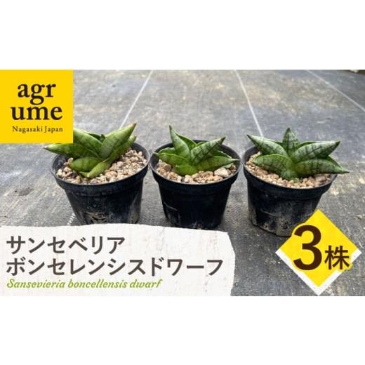 ふるさと納税 花・苗木 長崎県 長与町 サンセベリア ボンセレンシスドワーフ 3株 sansevieria boncellensis dwarf 長与町/アグリューム