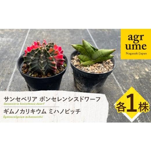 ふるさと納税 花・苗木 長崎県 長与町 ギムノカリキウム ミハノビッチ & サンセベリア ボンセレンシスドワーフ 各1株 Gymnocalycium mihanovichii?&amp; sans…