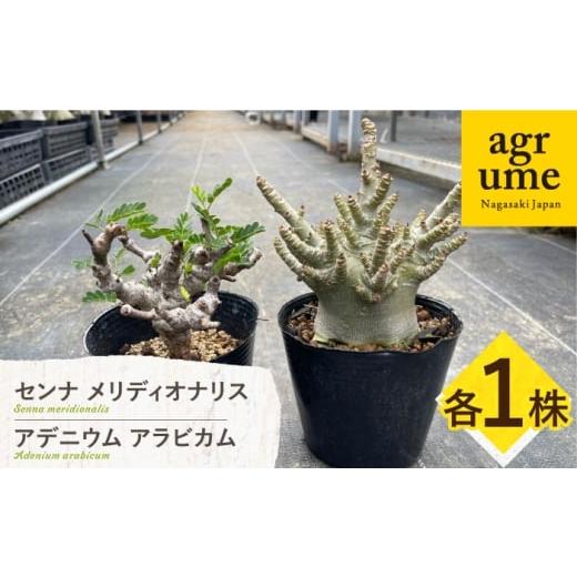 ふるさと納税 花・苗木 長崎県 長与町 センナ メリディオナリス & アデニウム アラビカム 各1株?Senna meridionalis &amp; Adenium arabicum?長与町/アグリ…