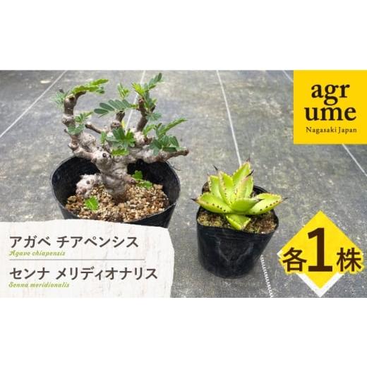 ふるさと納税 花・苗木 長崎県 長与町 センナ メリディオナリス & アガベ チアペンシス 各1株 長与町/アグリューム