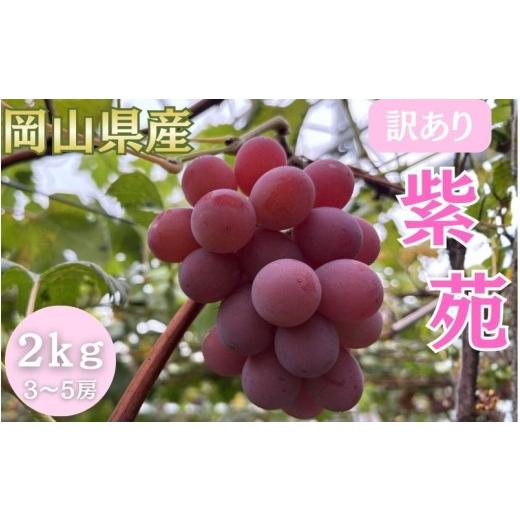 ふるさと納税 果物類 ぶどう 岡山県 真庭市 2026年先行予約 訳あり 岡山県産 市場に少ない晩生ぶどう 完熟 紫苑 2kg以上 (3~5房) fsfm006-01