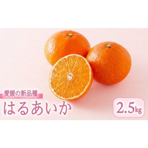 ふるさと納税 果物類 みかん 愛媛県 松山市 3月上旬頃順次発送 愛媛県産 はるあいか 2.5kg <M~4Lサイズ> | 紅プリンセス と同品種 紅まどんな と 甘平…