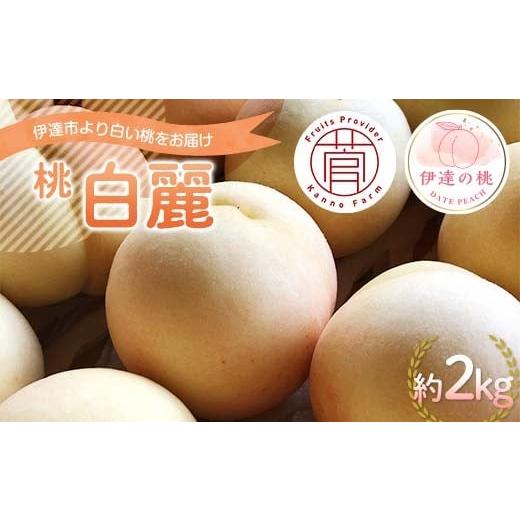 ふるさと納税 もも 福島県 伊達市 2026年出荷分先行予約 <冷蔵配送>福島県産 白麗 約2kg (5〜7玉) 菅野農園FruitsProvider 白い桃 限定 伊達の桃 桃 フ…